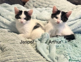 Mixed Breed cats - Advert 2