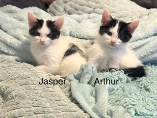 Mixed Breed cats - Advert 9