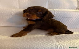 Cocker Spaniel dogs for sale: 4 cocker spaniel pups for sale  - Image 7