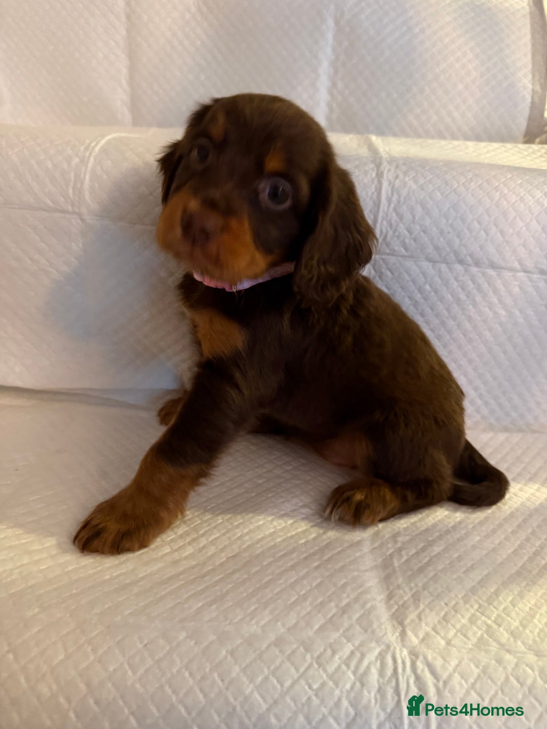 Cocker Spaniel dogs for sale: 4 cocker spaniel pups for sale  - Image 7