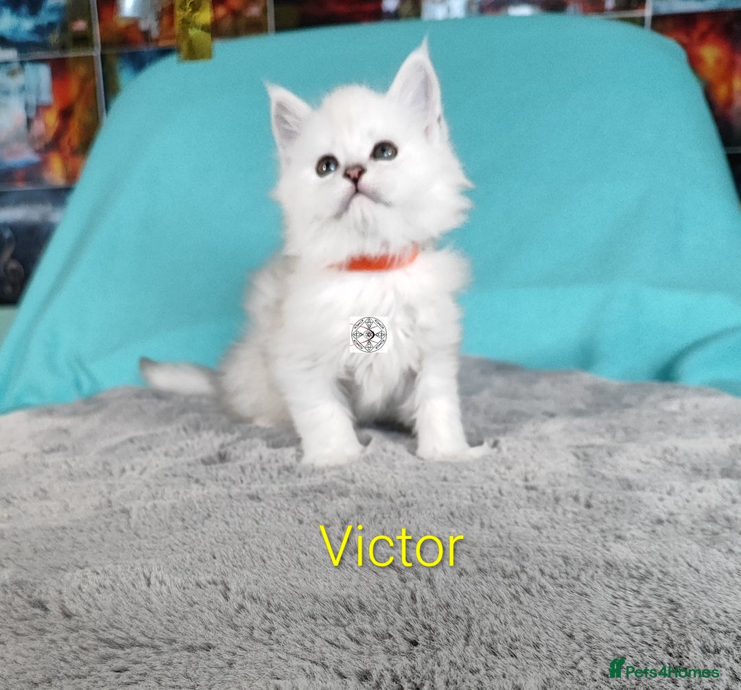 Maine Coon cats for sale: Unique beautiful kittens  - Advert 10