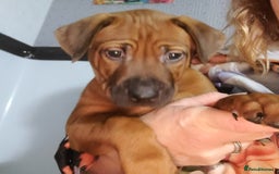 Rhodesian Ridgeback dogs for sale: Super chunky Rhodesian Ridgeback puppy - Image 3
