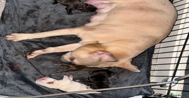 French Bulldog dogs - Advert 4