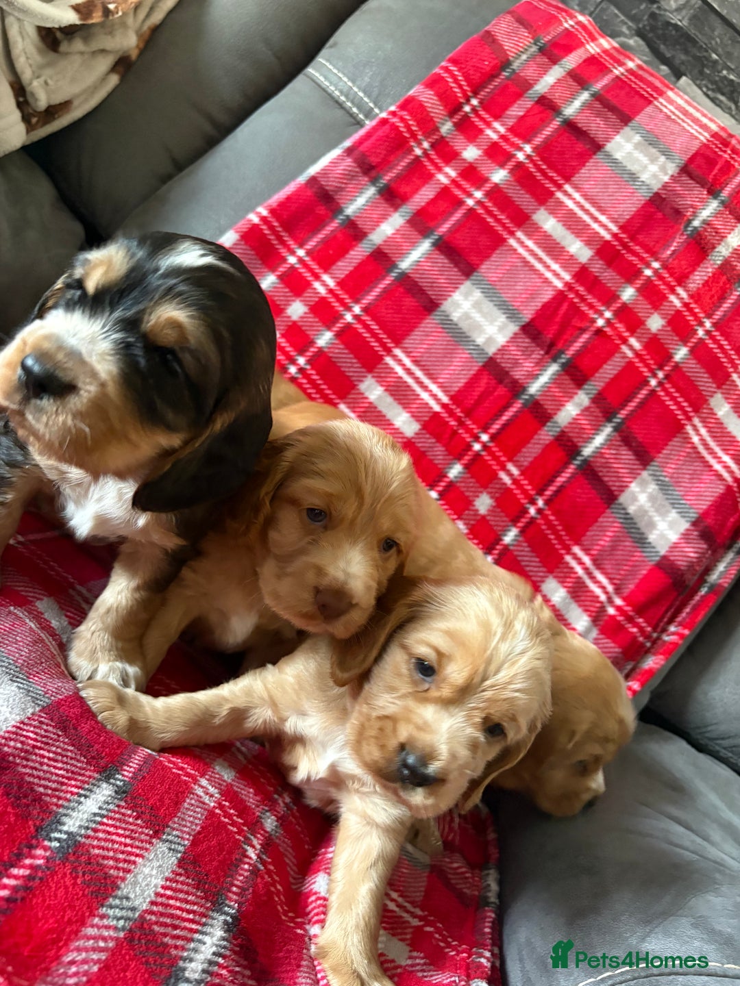Cocker Spaniel dogs for sale: Show type cocker spaniel pups - Advert 11