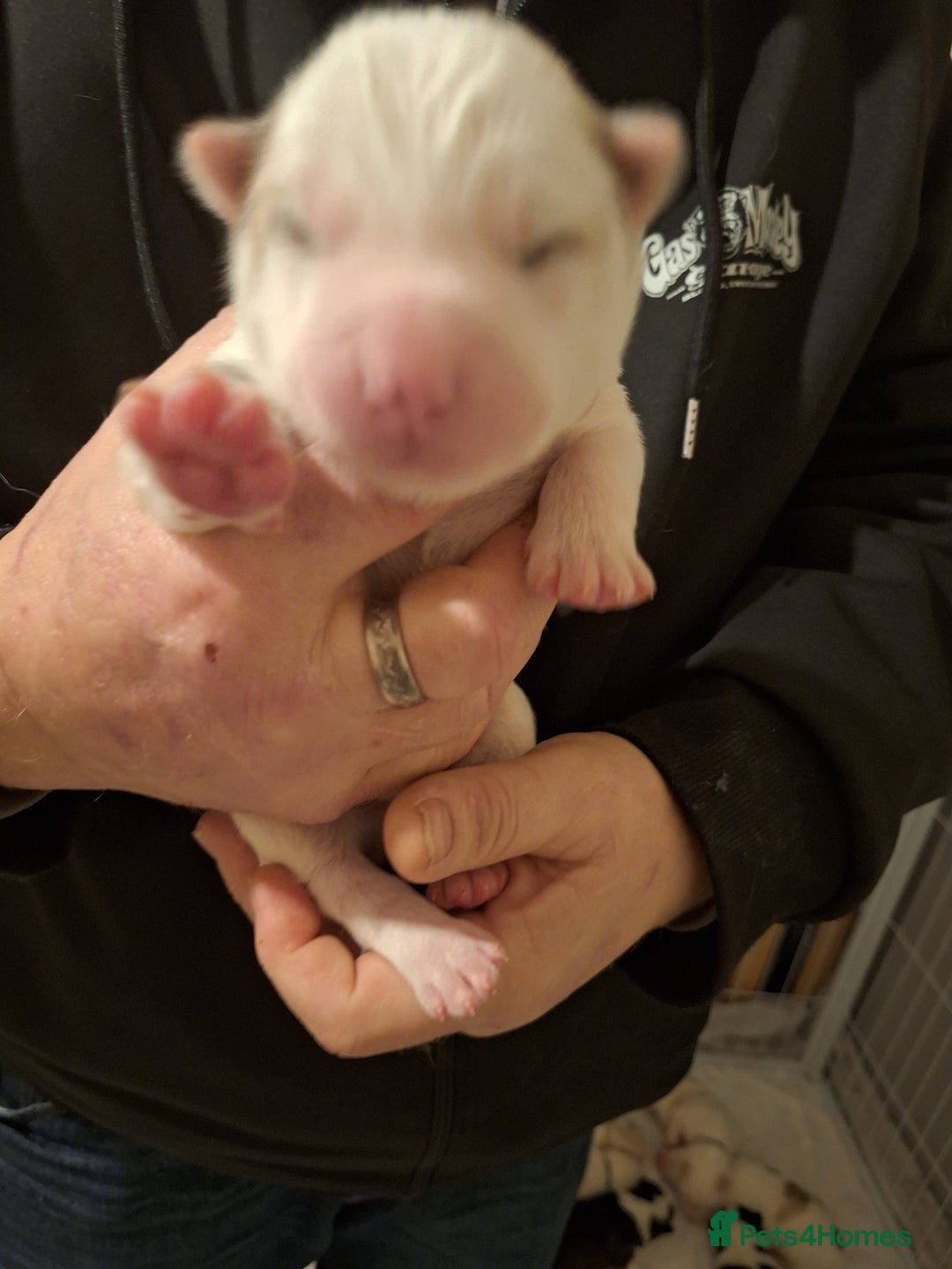 Siberian Husky dogs for sale: 7 SIBERIAN HUSKYS, 4 BOYS, 3 GIRLS - Advert 14