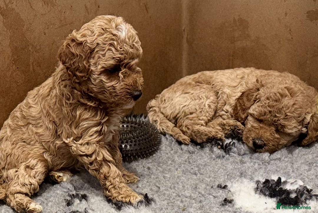 Miniature Poodle dogs for sale: Stunning Miniture Poodles - Image 22