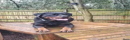 Rottweiler dogs for sale: Loyal Rottweiler Looking for Her Forever Home - Advert 7
