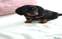 Miniature Dachshund dogs for sale: Gorgeous Longhair Miniature Dachshund Girls - Image 10