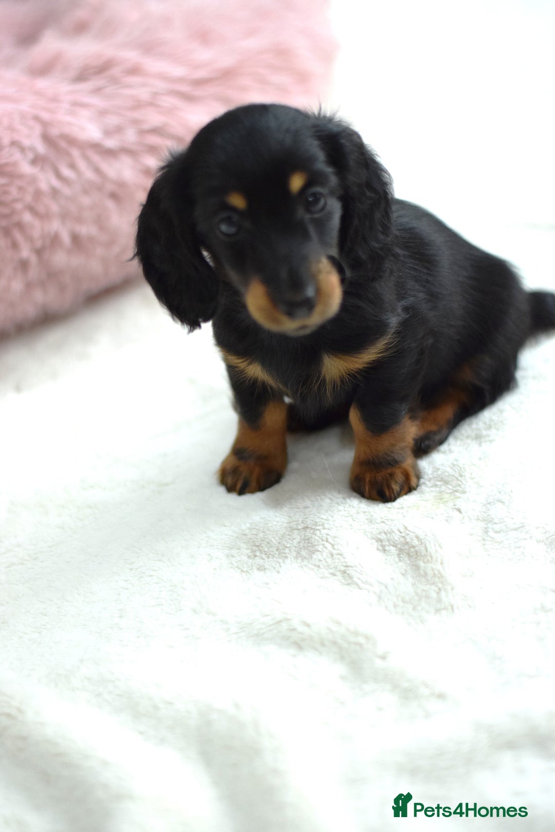 Miniature Dachshund dogs for sale: Gorgeous Longhair Miniature Dachshund Girls - Image 10