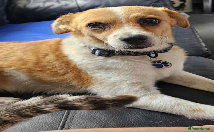 Mixed Breed dogs - Advert 1