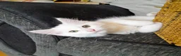Mixed Breed cats for sale: 4 attractive Turkish Angora/Maine Coon kittens in Newquay - Advert 3
