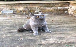 British Shorthair cats for sale: Beautiful Adult British Shorthair Male - Image 2