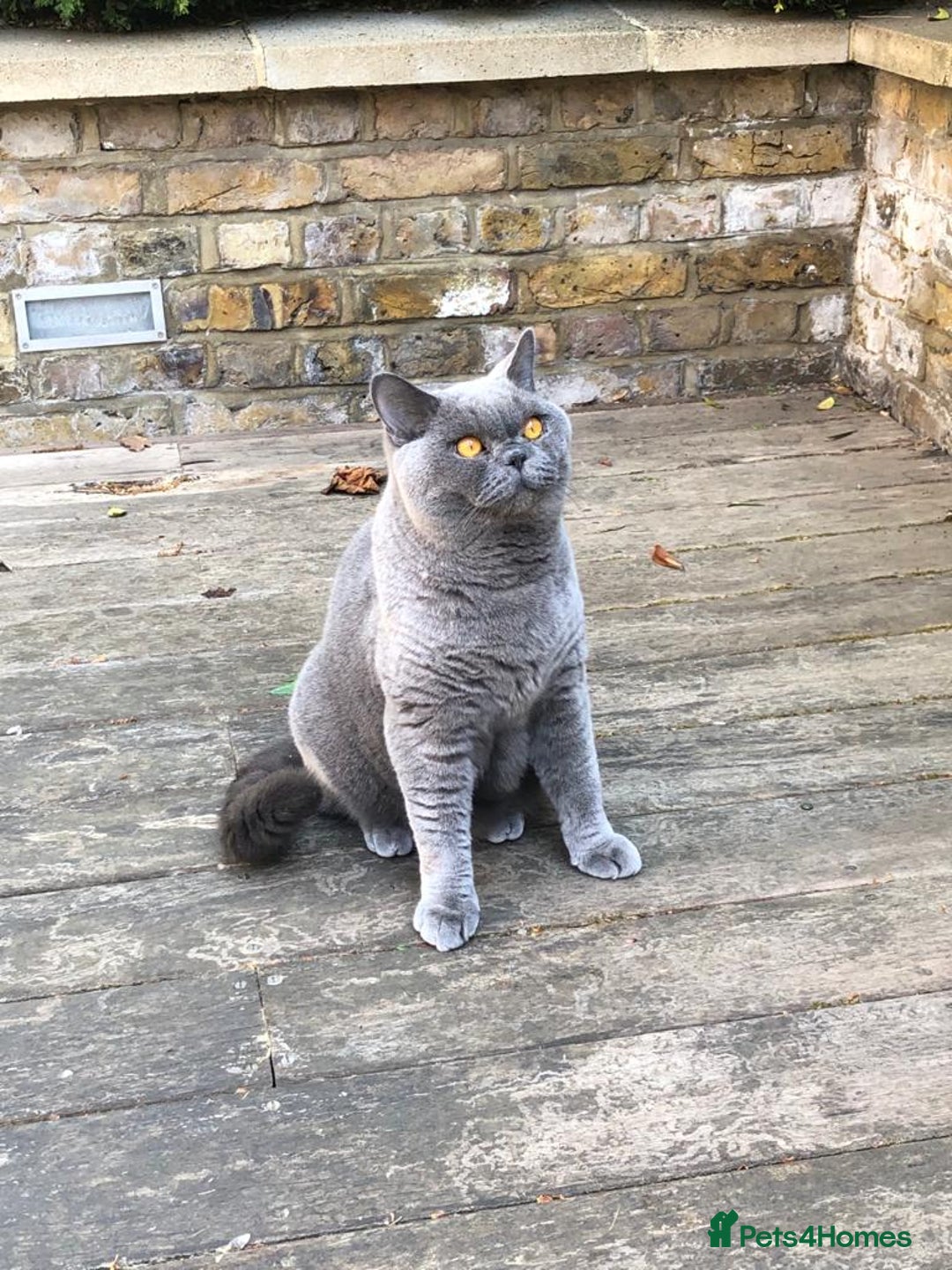 British Shorthair cats for sale: Beautiful Adult British Shorthair Male - Image 2