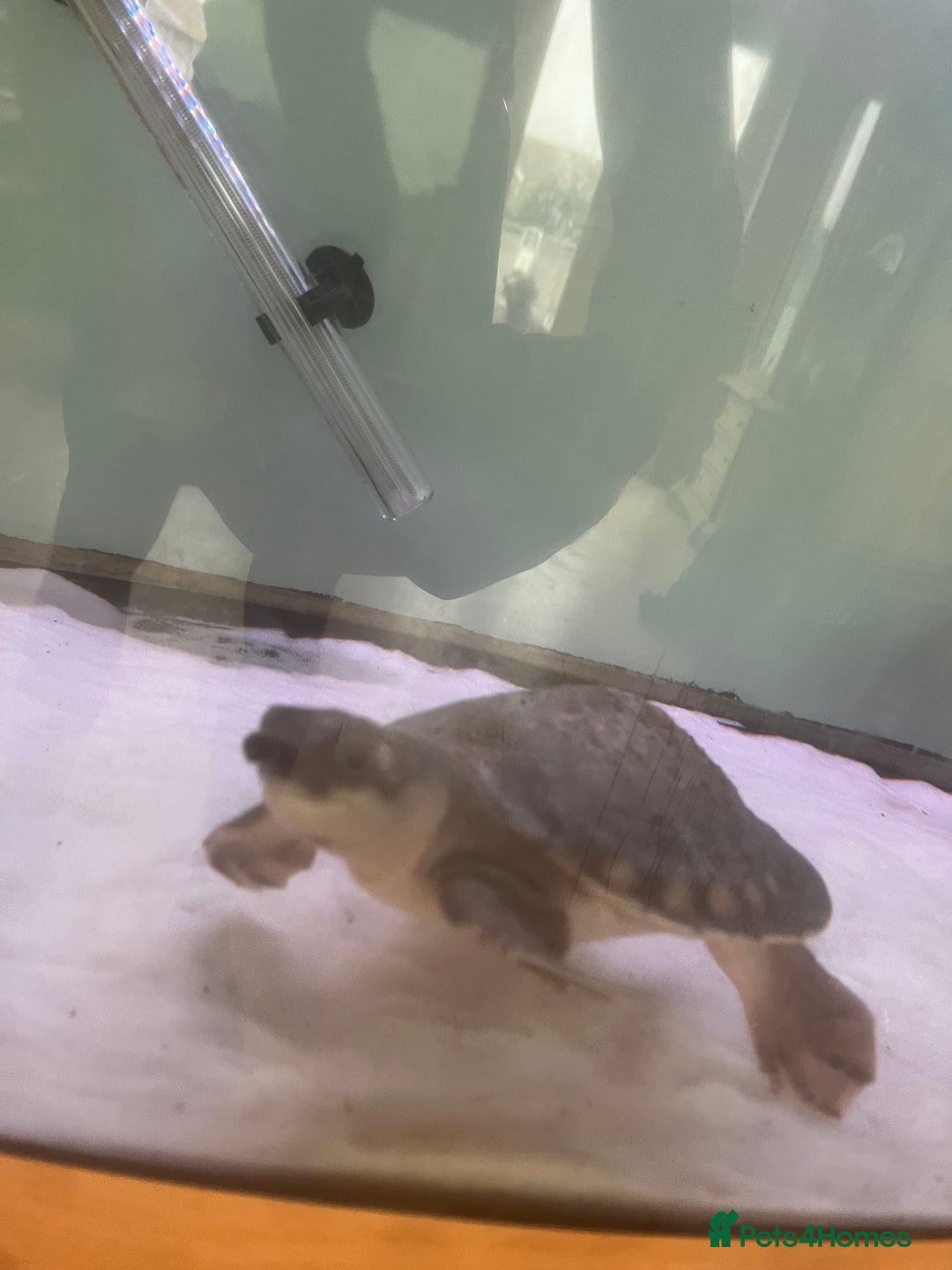 Turtle reptiles for sale: Fly river turtle need gone moving out - Image 6
