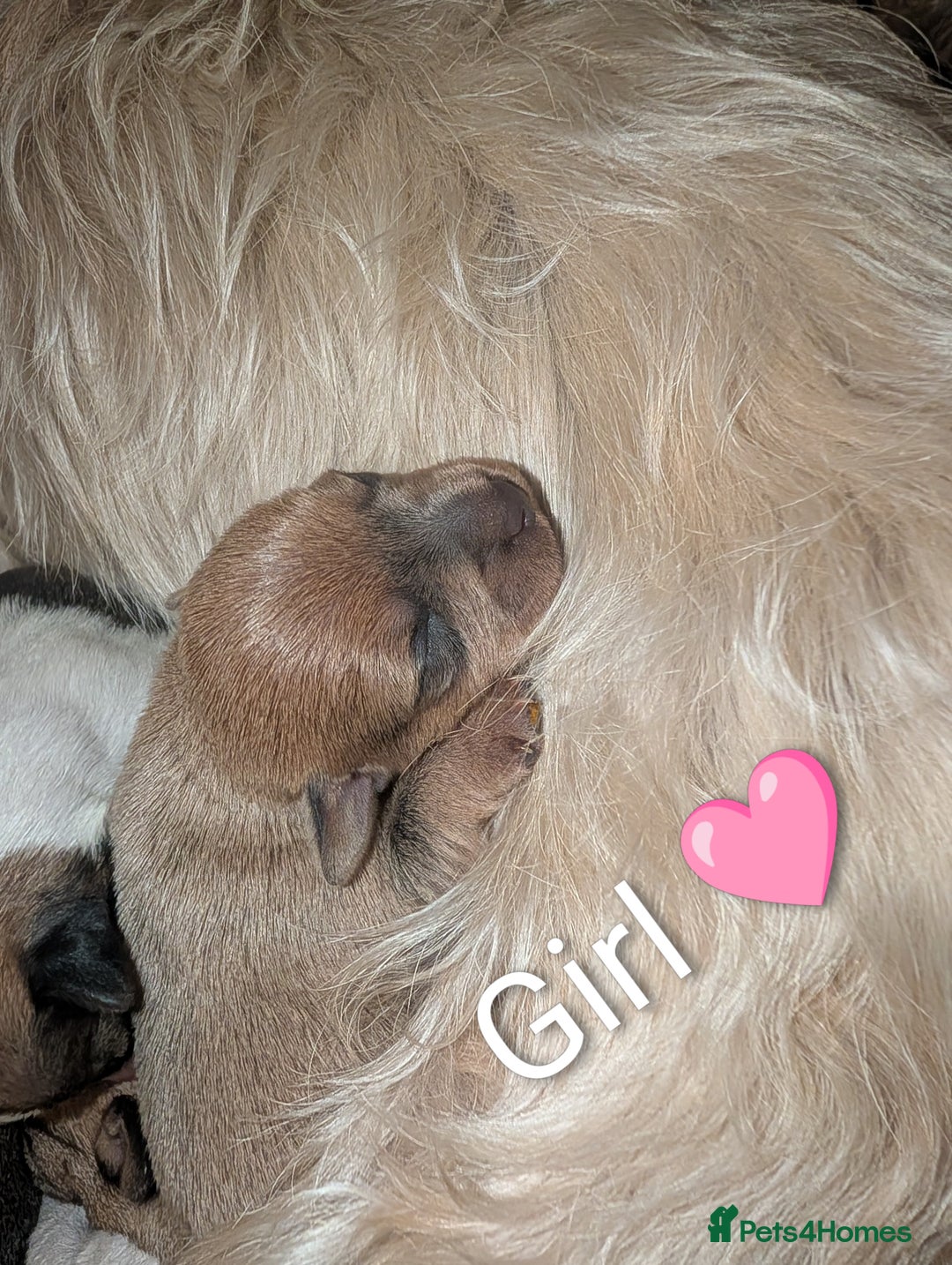 Mixed Breed dogs for sale: Beautiful Shihtzu x Cairn Terrier/Sausage x JRT - Advert 12