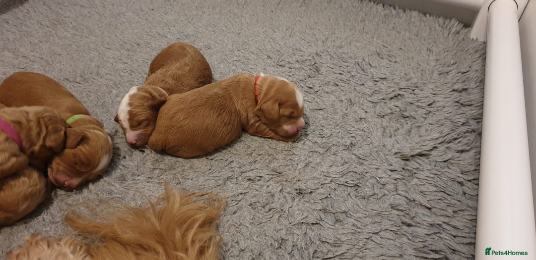 Cockapoo dogs for sale: Gorgeous cockapoo puppies - Image 6