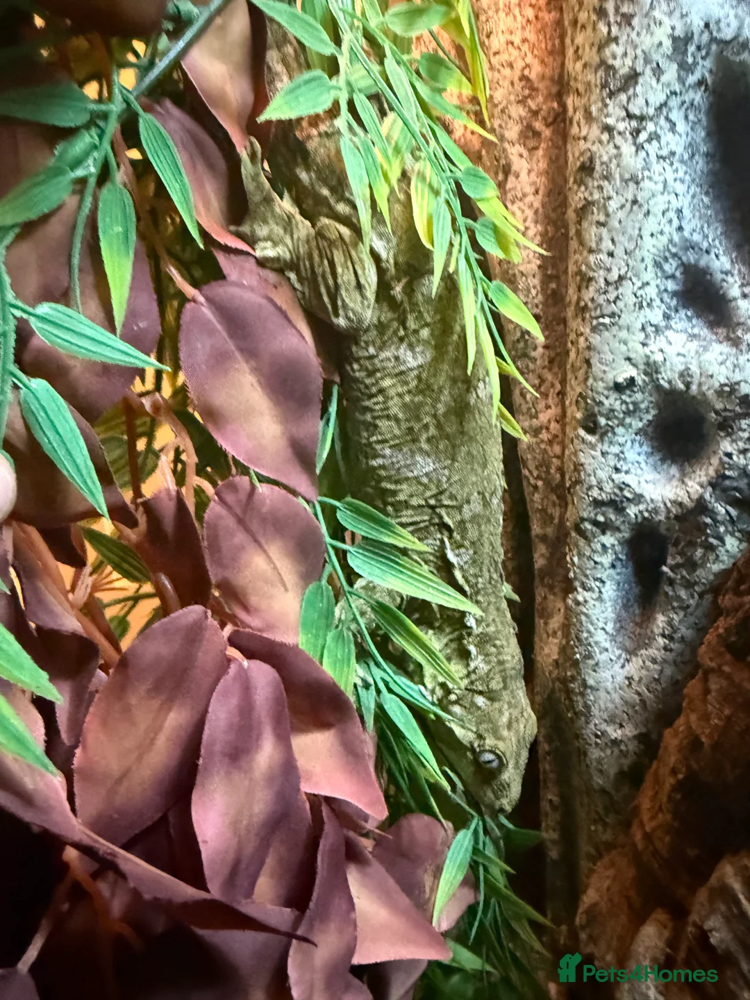 Lizard reptiles for sale: Leachie and setup  - Advert 1