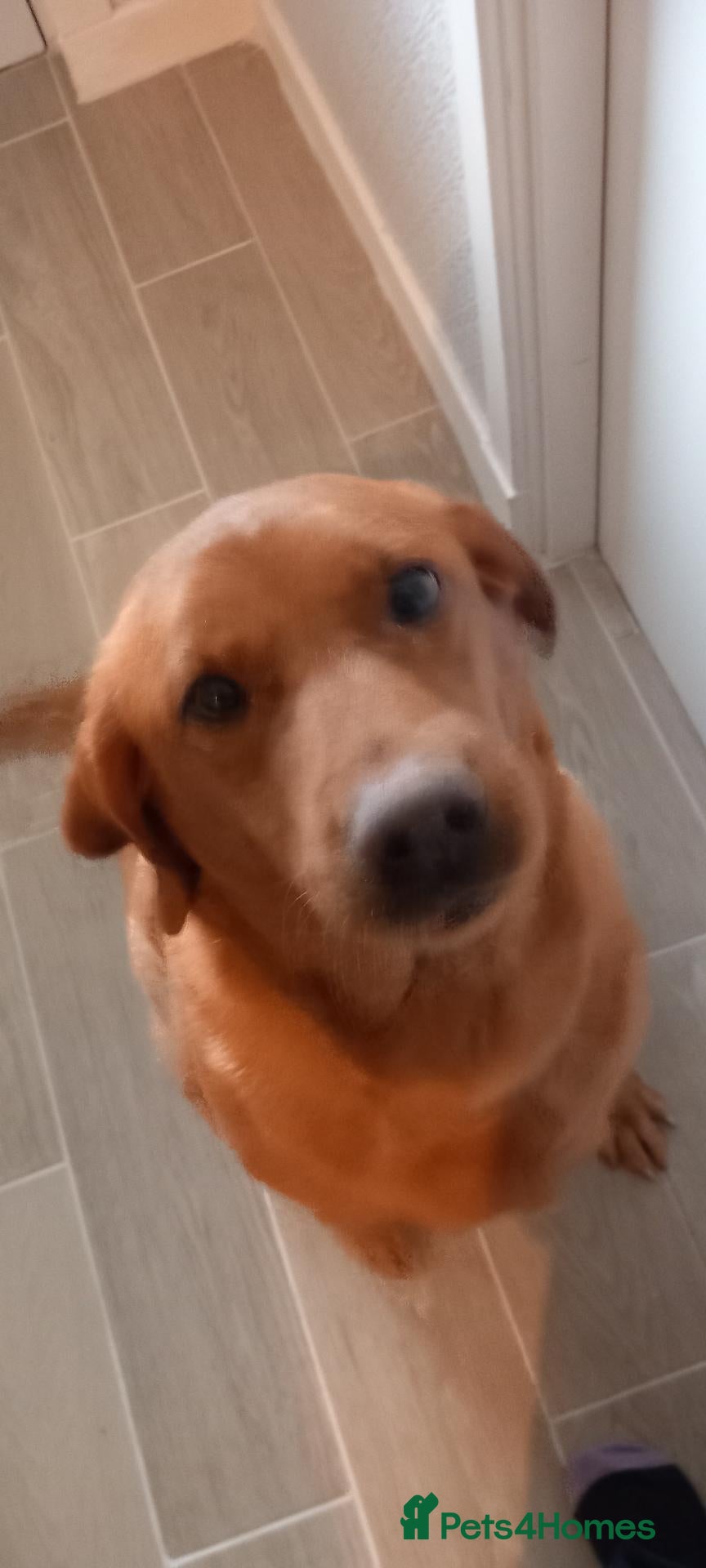 Labrador Retriever dogs LABRADOR PUPPIES - FOX RED KC REG. TESTED PARENTS - Advert 2