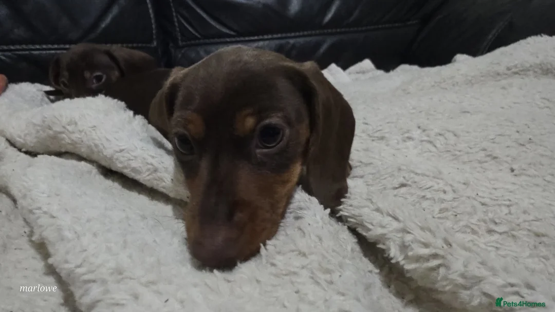 Dachshund dogs for sale: Dashund - Advert 1