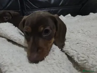 Dachshund dogs Dashund - Advert 9