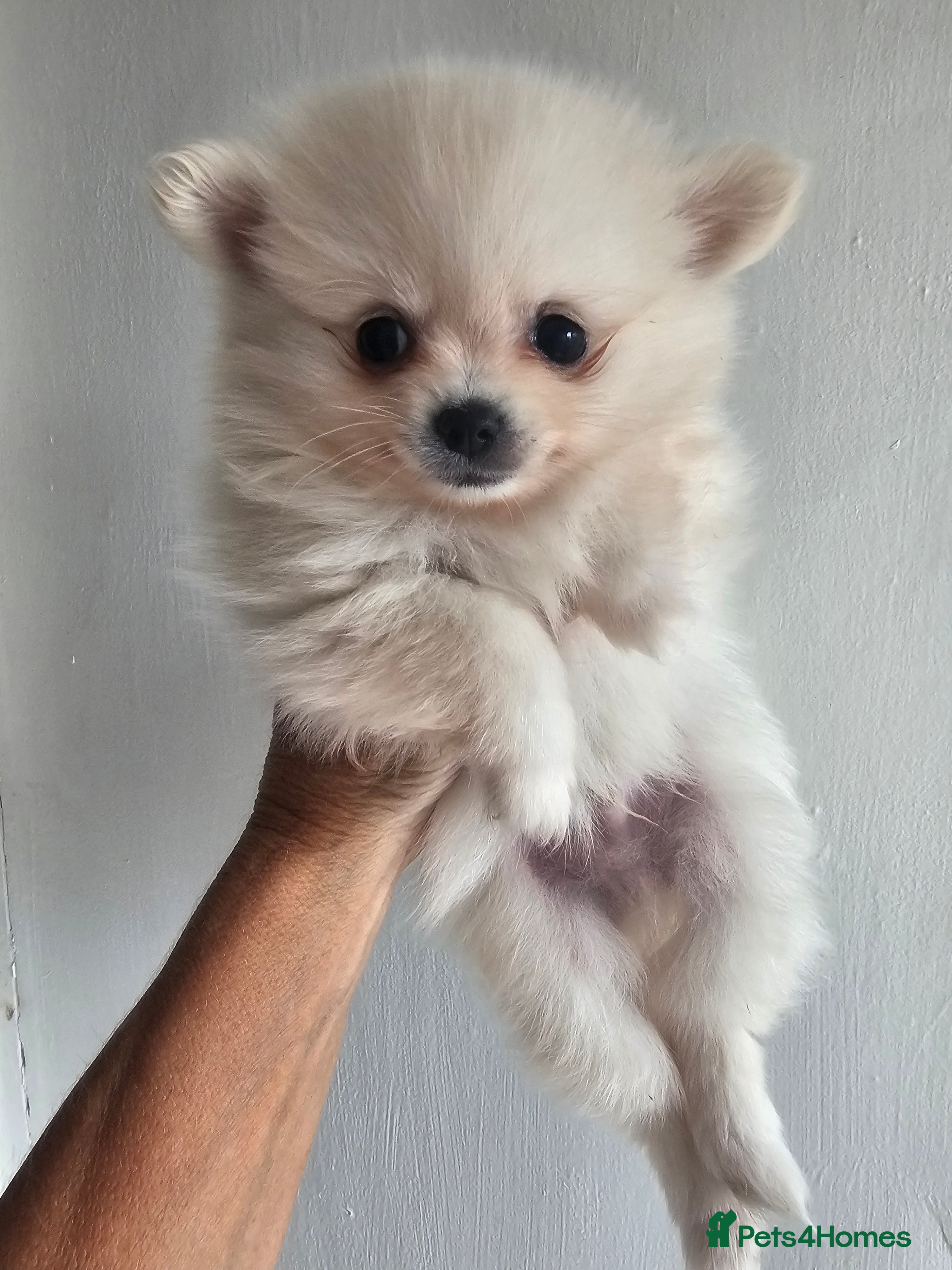 Pomchi Puppy 3