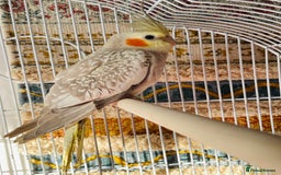 Cockatiels birds for sale: Baby Cockatiel - Image 1
