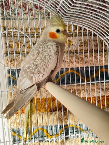 Cockatiels birds - Advert 2