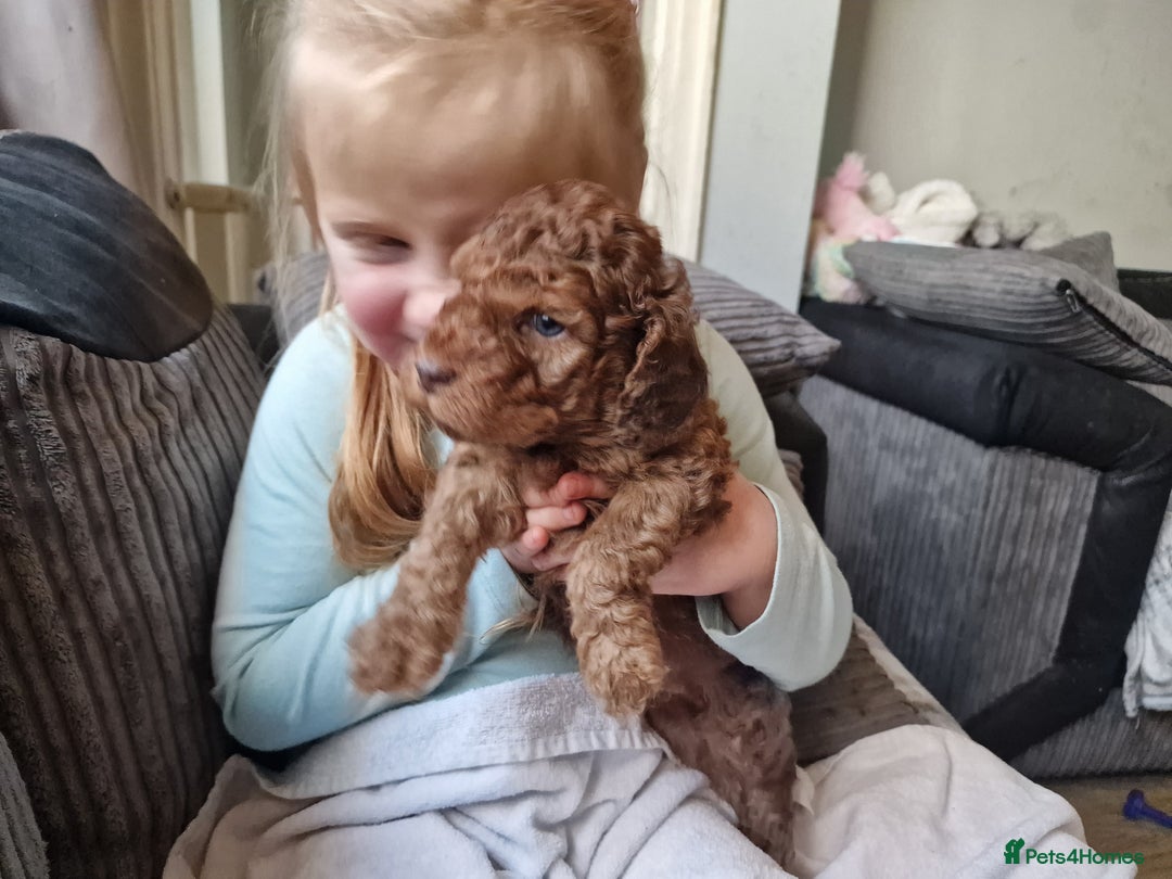 Cockapoo dogs for sale: red sable merle boy left 💜 - Image 26