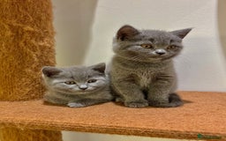 British Shorthair cats for sale: Beautiful Chunky British Shorthair Kittens Pure - Image 5