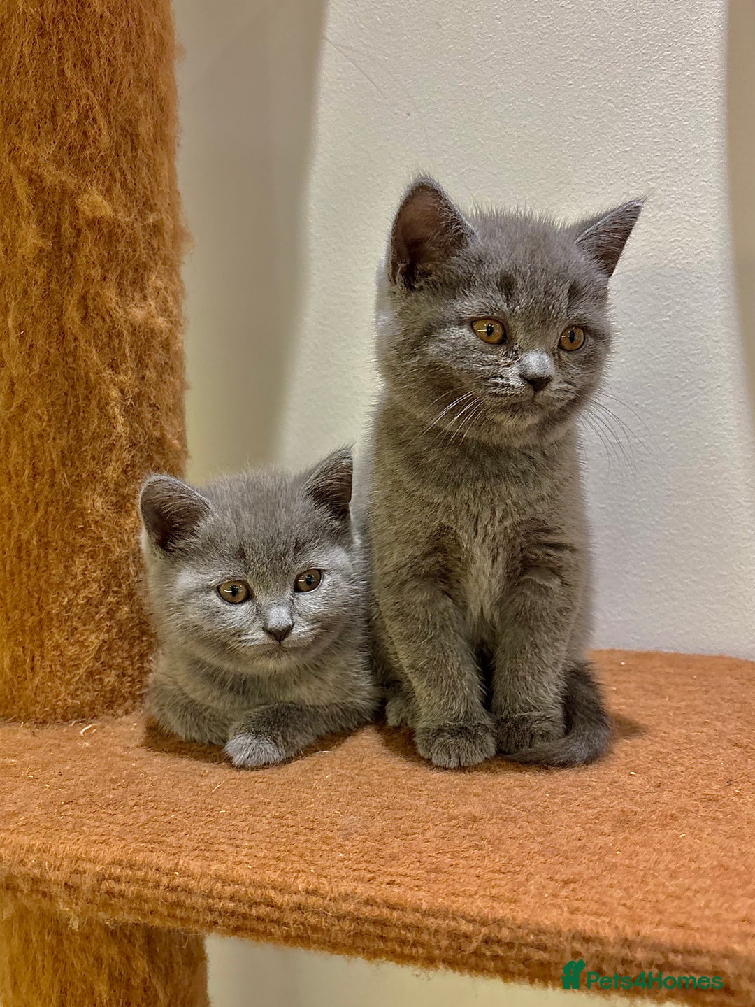 British Shorthair cats for sale: Beautiful Chunky British Shorthair Kittens Pure - Image 5