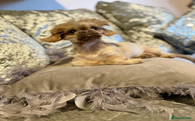 Shih Tzu dogs - Advert 9