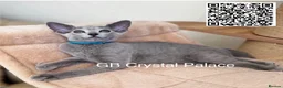 Russian Blue cats for sale: Full Pedigree American Champion Lines Russian Blue - Advert 6