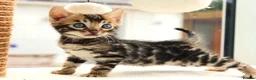 Bengal cats for sale: CUTE BROWN BENGAL MALE KITTENS - Advert 12