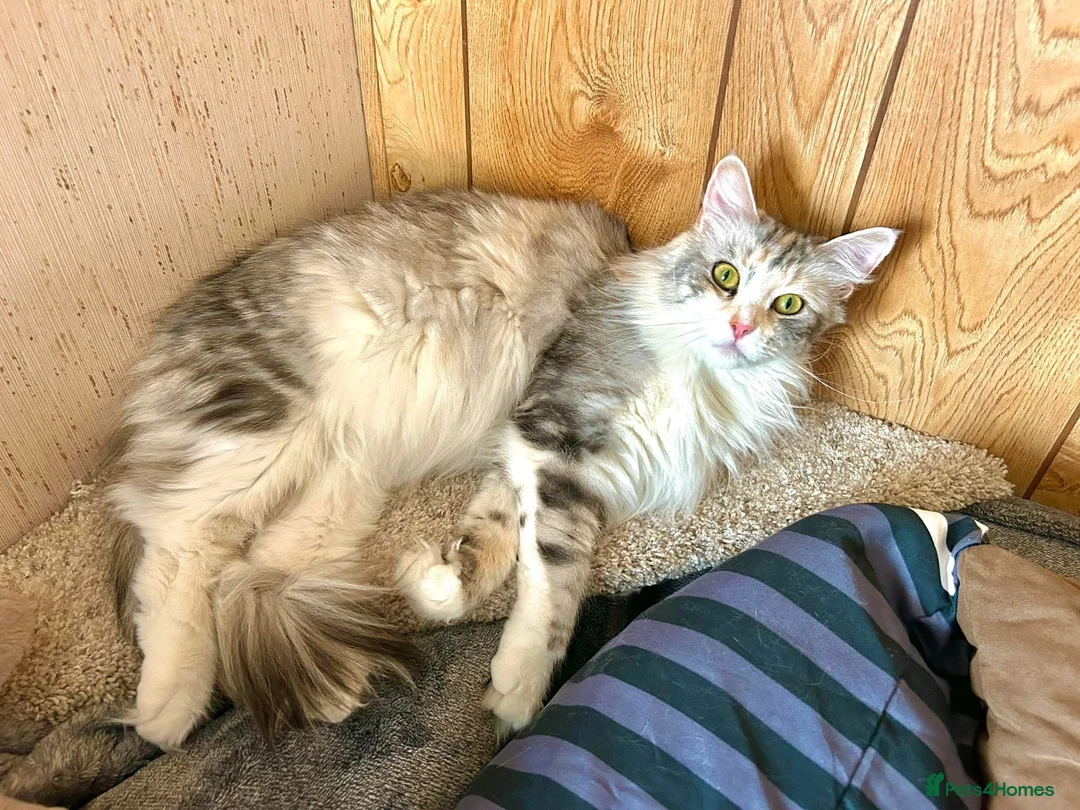 Maine Coon cats for sale: LAST PURE WHITE AVAILABLE  - Advert 12
