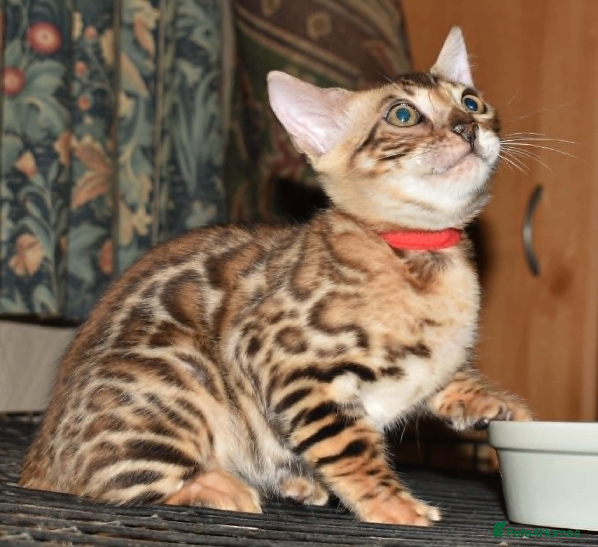 Bengal cats Stunning litter of brown rosetted Bengal cubs  - Advert 6