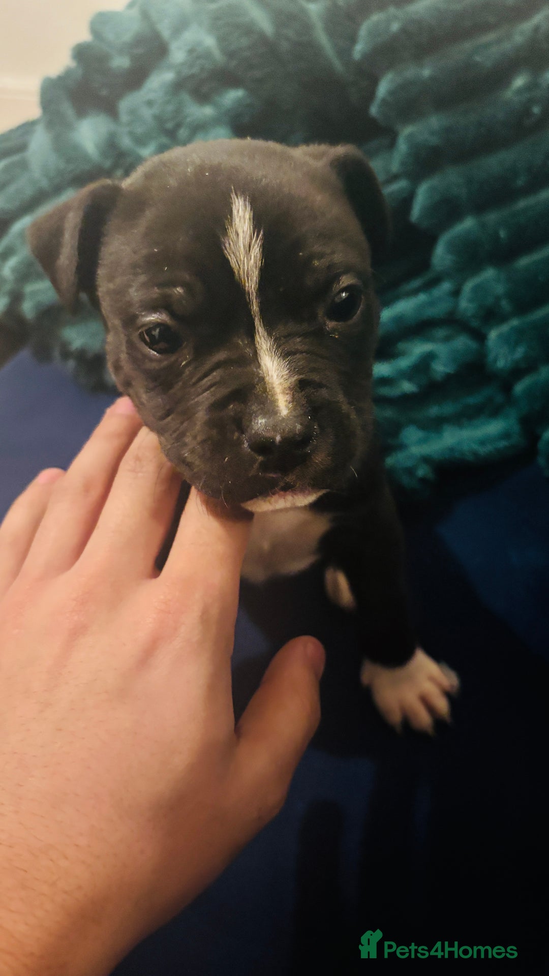 Staffordshire Bull Terrier dogs for sale: Last Male puppy  - Advert 4