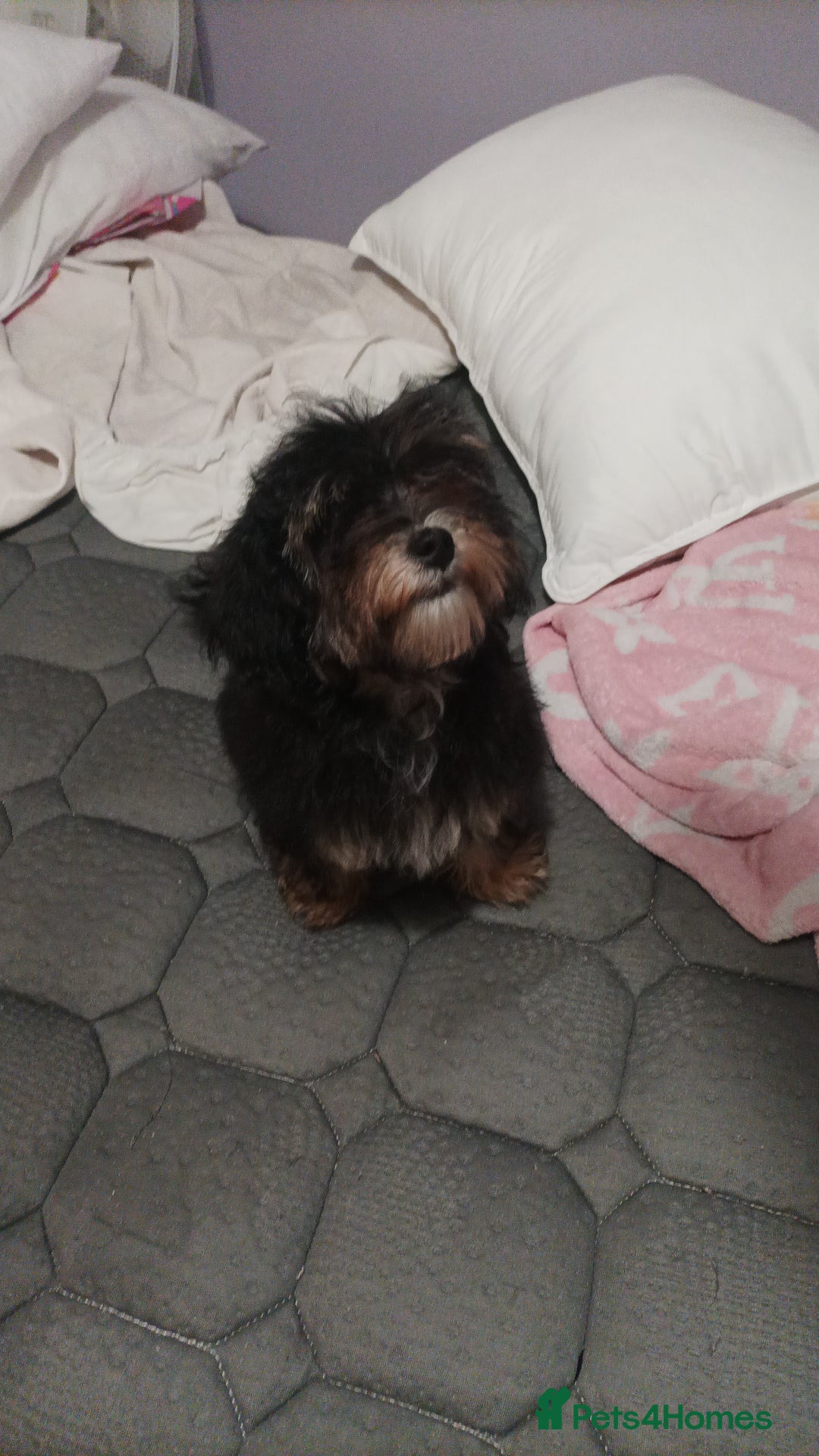 Maltipoo dogs for sale: Beautiful Maltipoo puppies  - Advert 6