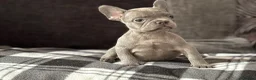 French Bulldog dogs for sale: Beautiful French Bulldog Puppies  - Advert 6
