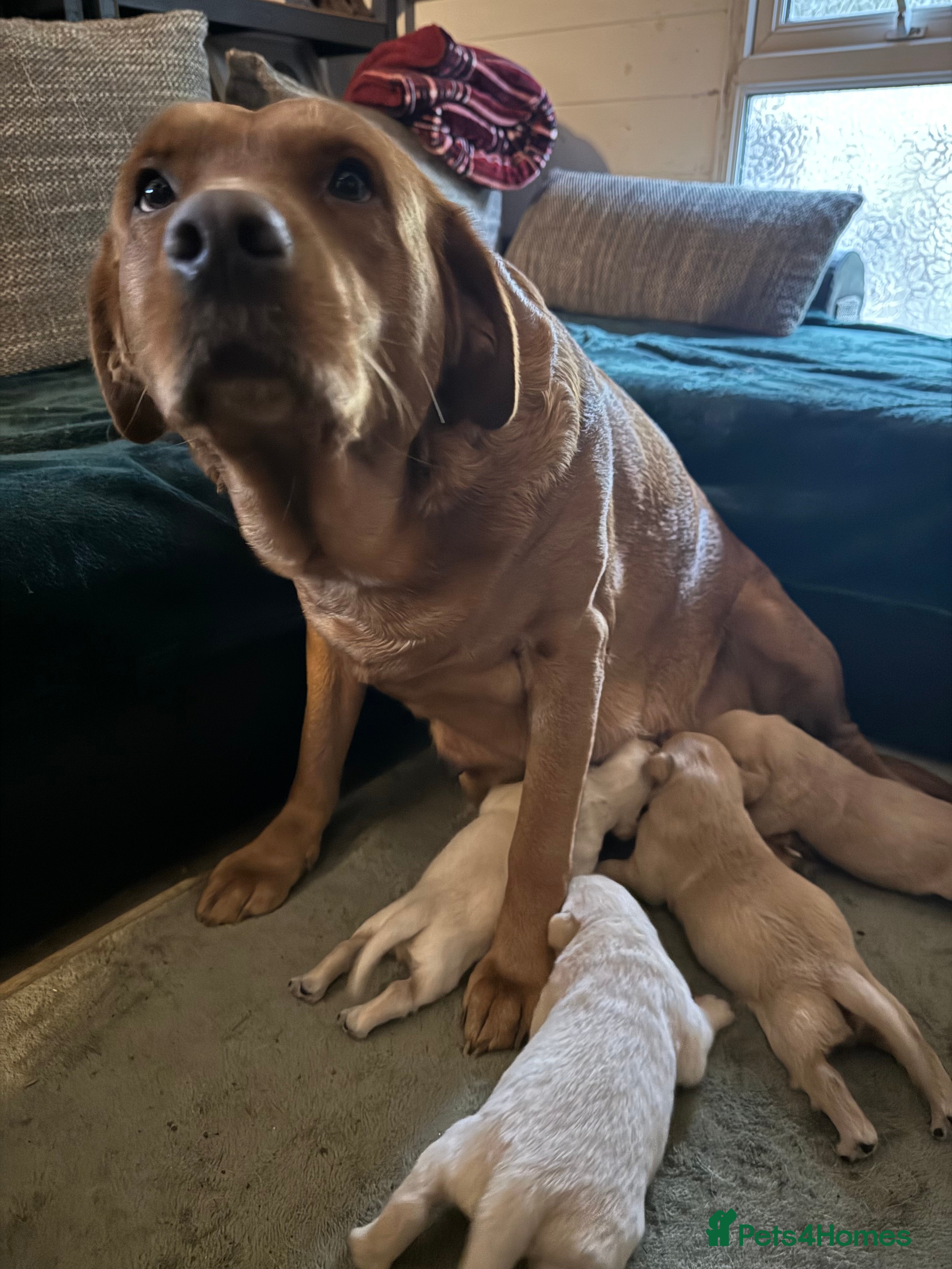 Goldador dogs Beautiful Goldadors - Advert 1