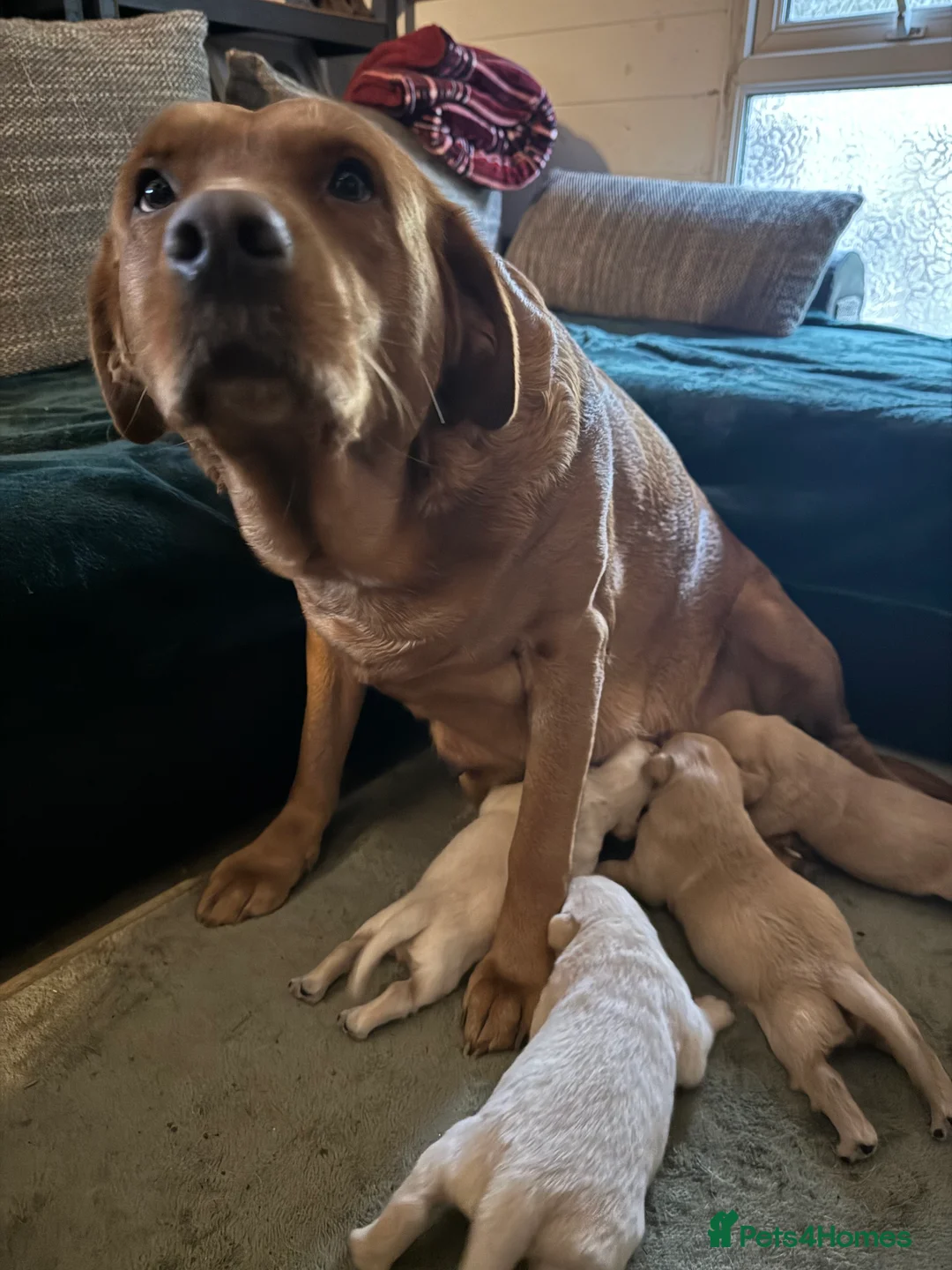 Goldador dogs for sale: Beautiful Goldadors - Advert 1