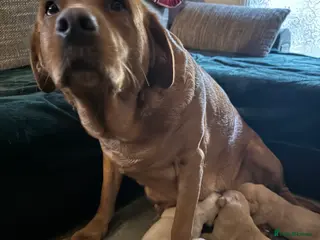 Goldador dogs Beautiful Goldadors - Advert 1