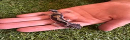 Leopard Gecko reptiles for sale: Leopard Gecko - Advert 6