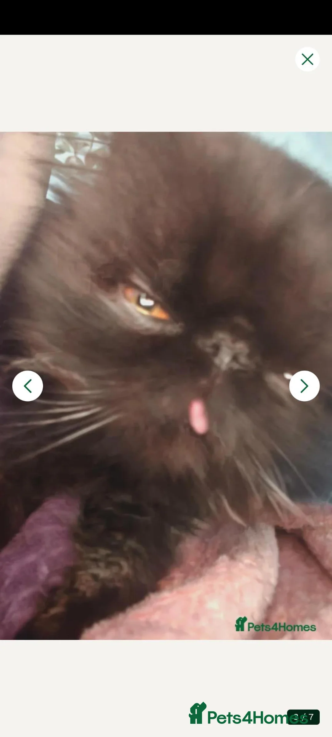 Persian cats for sale: Persian boy for sale  - Advert 2