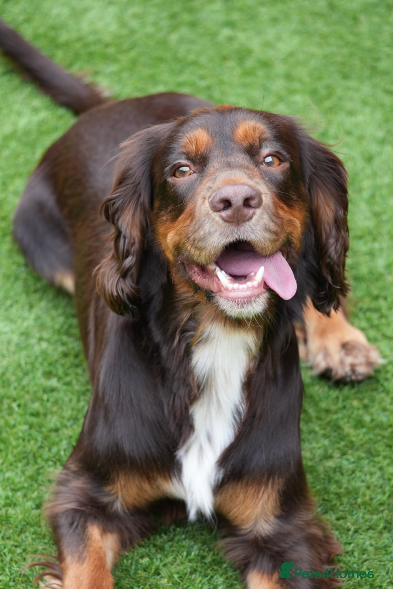 Cocker Spaniel dogs Cocker Spaniel - Stud - Advert 12