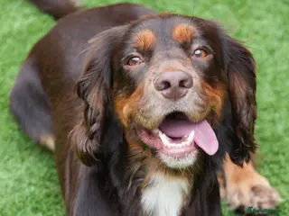 Cocker Spaniel dogs Cocker Spaniel - Stud - Advert 12