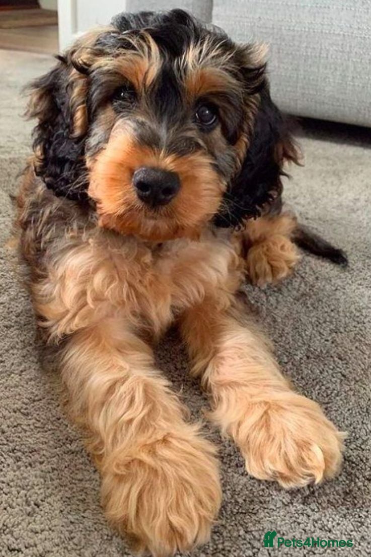Cockapoo dogs Minuture Cockapoos Ready Now - Advert 2