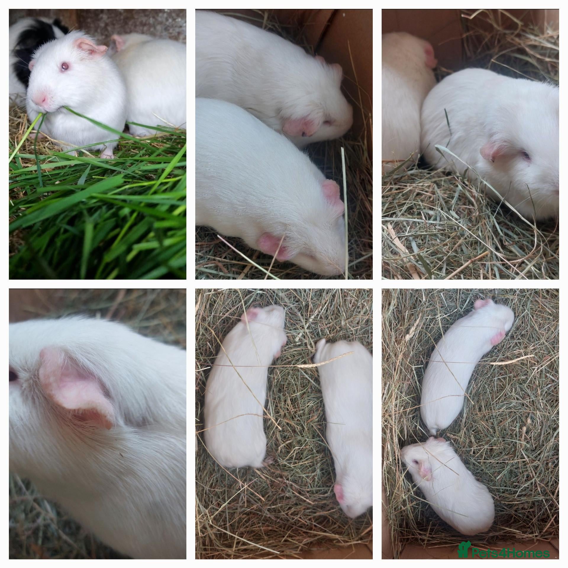 Guinea Pig rodents MERTLE & MINNIE & MOLLY lethal white guineapigs - Advert 22