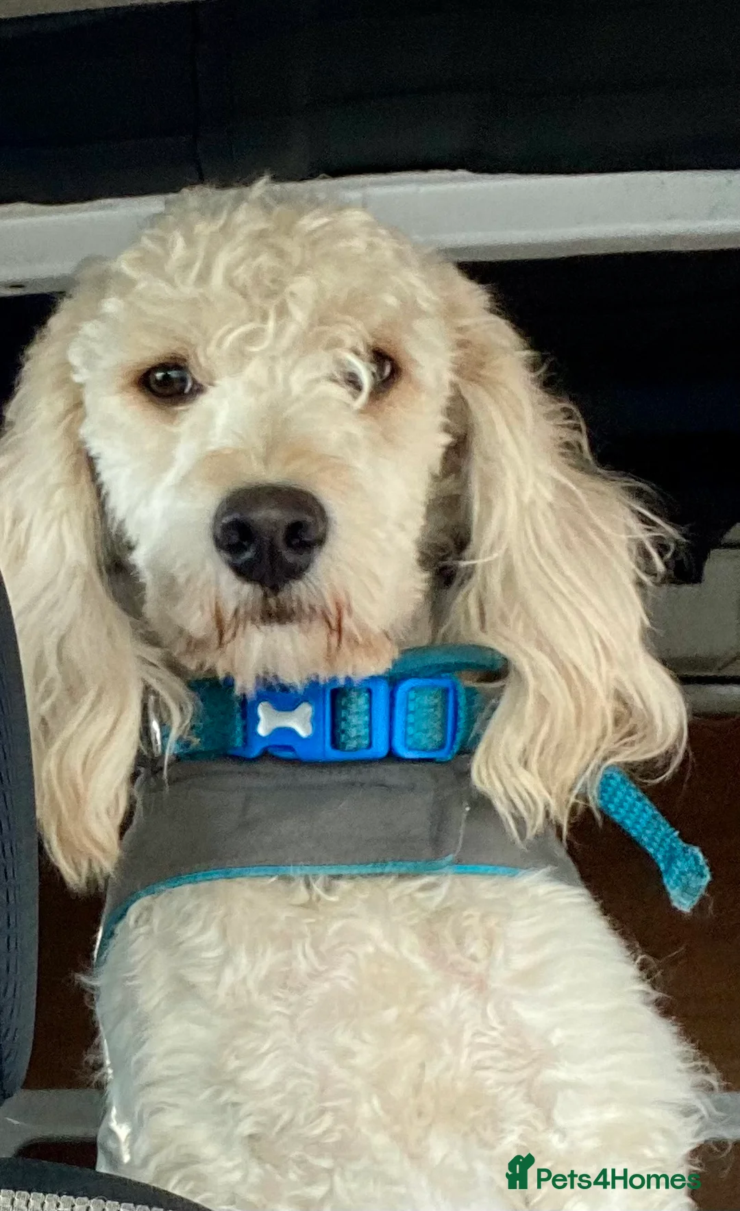 Cockapoo dogs for stud: Ralf.  in Dunfermline - Advert 5