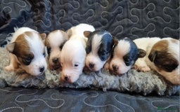 Jack Russell dogs for sale: kC Reg Jack Russell Pups, DNA Health Tested - Image 3