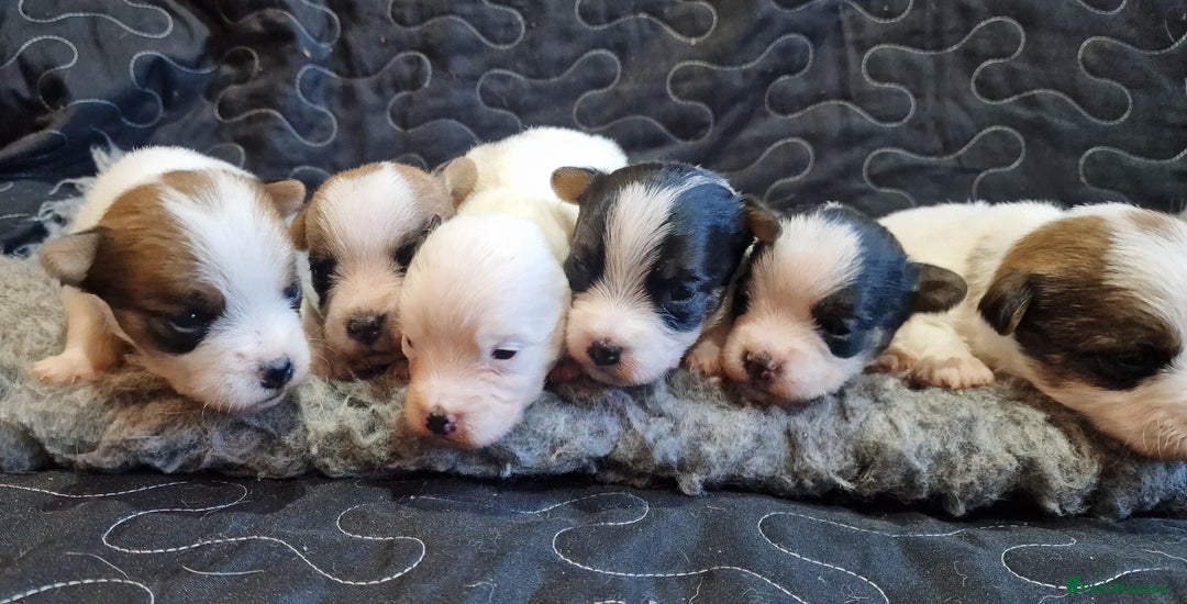 Jack Russell dogs for sale: kC Reg Jack Russell Pups, DNA Health Tested - Image 3